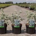 Buddleja glomerata 'Silver Service' cont. 3,6L 30/+ cm +B