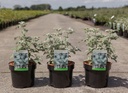 Buddleja glomerata 'Silver Service' cont. 3,6L 30/+ cm +p
