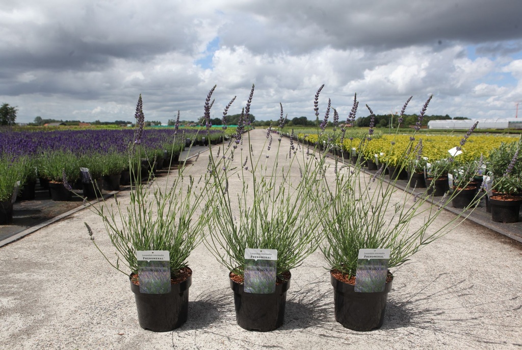 [P] Lavandula intermedia PHENOMENAL (PBR) cont. 3,6L (blue) +ф