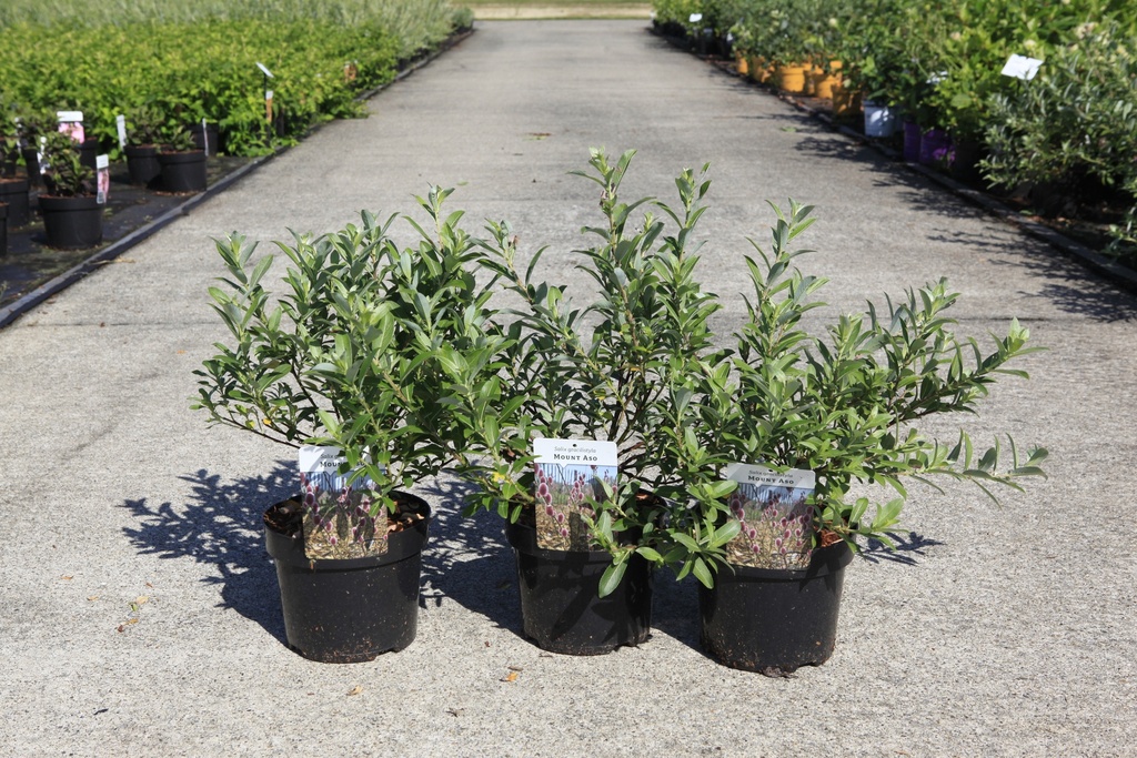 [P] Salix gracilistyla 'Mount Aso' cont. 3,6L 40-50 cm +f