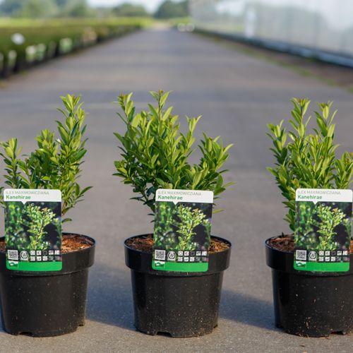 Ilex maximowicziana 'Kanehirae' cont. 3L 30/+ cm +p