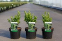 Ilex maximowicziana 'Kanehirae' cont. 3L 30/+ cm +p