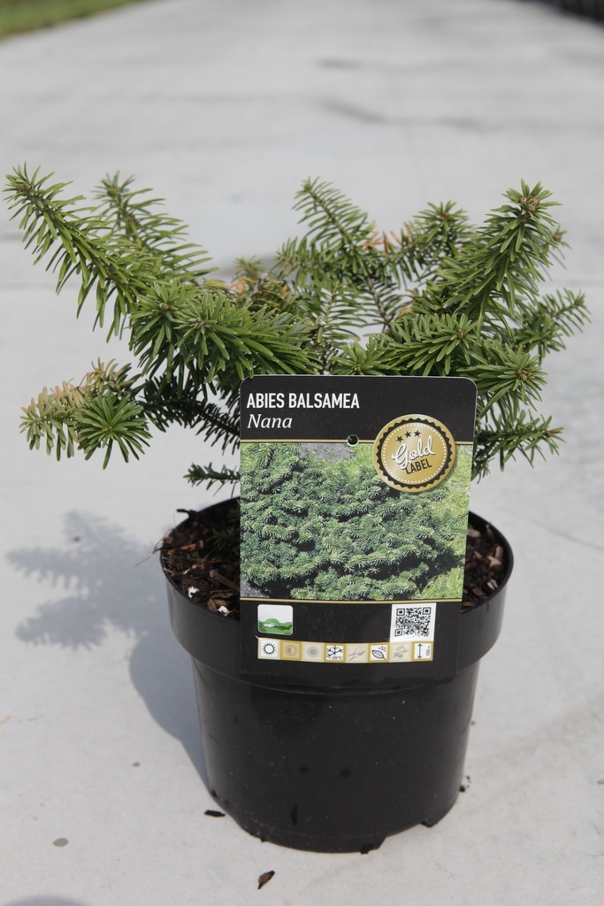 Abies balsamea 'Nana' cont. 2L 15/+ cm +p