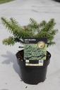 Abies balsamea 'Nana' cont. 2L 15/+ cm +B
