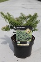Abies balsamea 'Nana' cont. 2L 15/+ cm +p