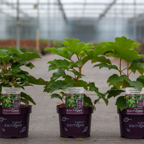 Hydrangea quercifolia First Editions® 'Jetstream®' cont. 3,6L 30-40 cm +p