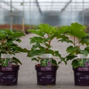 Hydrangea quercifolia First Editions® 'Jetstream®' cont. 3,6L 30-40 cm +p