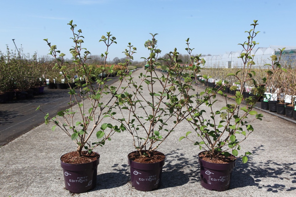 Viburnum plicatum First Editions® OPENING DAY (PBR) cont. 3,6L 30-40 cm +f