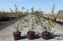 Viburnum plicatum First Editions® OPENING DAY (PBR) cont. 3,6L 30-40 cm +f