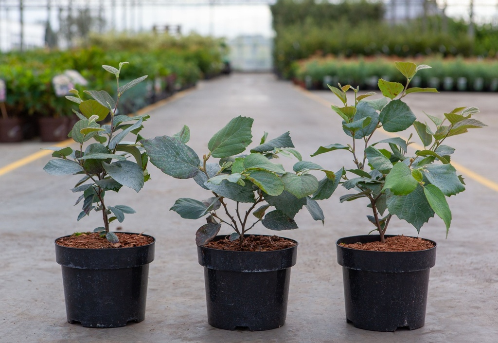 [P] Fothergilla major 'Blue Shadow' cont. 3L 25-30 cm +B