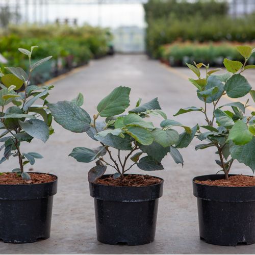 Fothergilla major 'Blue Shadow' cont. 3L 25-30 cm +B
