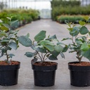 Fothergilla major 'Blue Shadow' cont. 3L 25-30 cm +ф