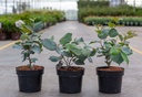 Fothergilla major 'Blue Shadow' cont. 3L 25-30 cm +p