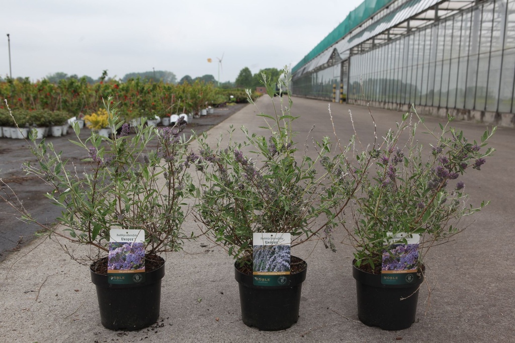 [P] Buddleja alternifolia UNIQUE (PBR) cont. 3,6L 30-40 cm +ф