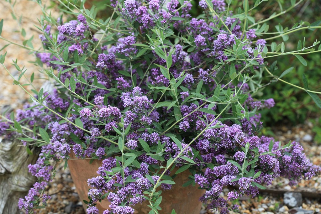 Buddleja alternifolia UNIQUE (PBR) cont. 3,6L 30-40 cm +ф