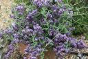Buddleja alternifolia UNIQUE (PBR) cont. 3,6L 30-40 cm +ф