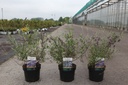 Buddleja alternifolia UNIQUE (PBR) cont. 3,6L 30-40 cm +p