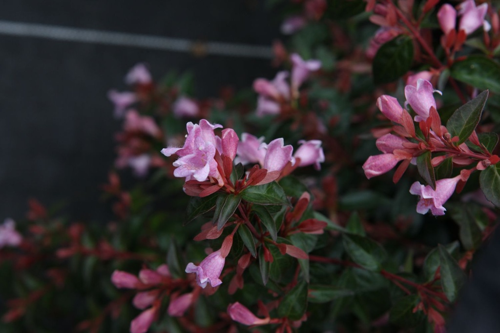 Abelia 'Edward Goucher' cont. 3,6L 30/+ cm +B