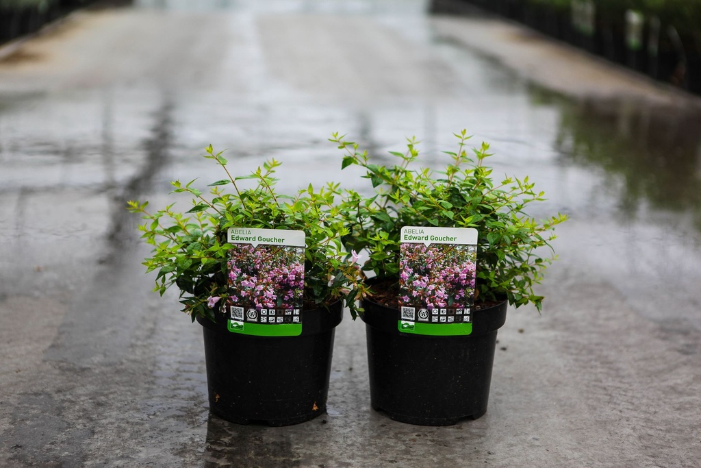 [P] Abelia 'Edward Goucher' cont. 3,6L 30/+ cm +f