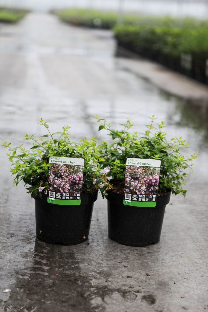 Abelia 'Edward Goucher' cont. 3,6L 30/+ cm +p
