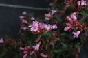 Abelia 'Edward Goucher' cont. 3,6L 30/+ cm +B