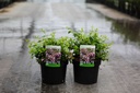 Abelia 'Edward Goucher' cont. 3,6L 30/+ cm +p