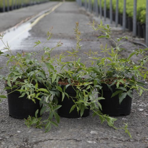 [P] Rosa banksiae 'Lutea' cont. 4L high 80-100 cm +ф