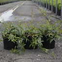 Rosa banksiae 'Lutea' cont. 4L high 80-100 cm +ф
