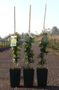 Rosa banksiae 'Lutea' cont. 4L hoog 80-100 cm +p