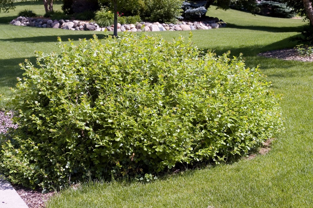 Rhus aromatica 'Gro-Low' Noble® cont. 3,6L 30-40 cm +ф