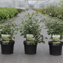 Rhus aromatica 'Gro-Low' Noble® cont. 3,6L 30-40 cm +p