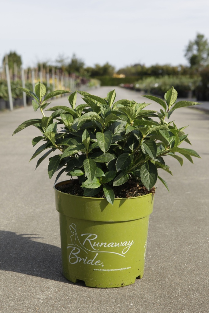 Hydrangea RUNAWAY BRIDE® (PBR) cont. 6L +ф