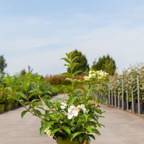 Hydrangea RUNAWAY BRIDE® (PBR) cont. 6L +p