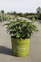 Hydrangea RUNAWAY BRIDE® (PBR) cont. 6L +p