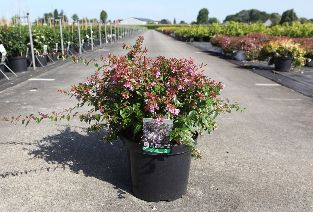 Abelia 'Edward Goucher' cont. 10L 40-50 cm +p