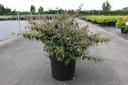 Abelia 'Edward Goucher' cont. 10L 40-50 cm +f
