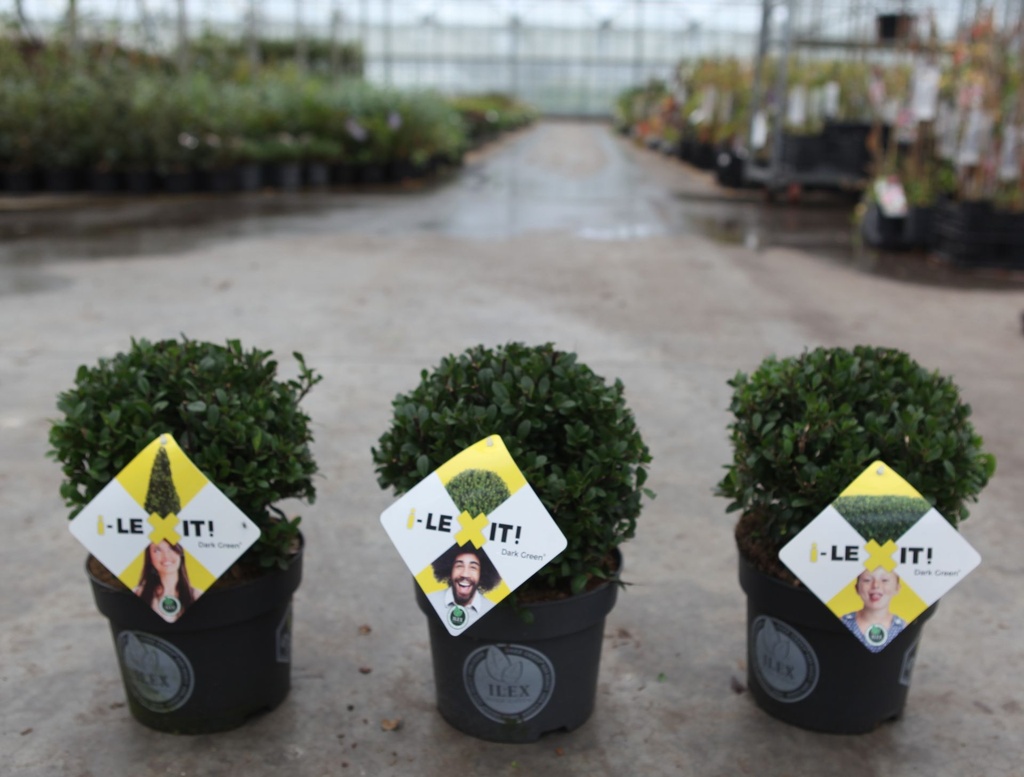 Ilex crenata 'Dark Green®' cont. 3L 15/+ cm boule