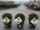 Ilex crenata 'Dark Green®' cont. 3L 15/+ cm Kugel