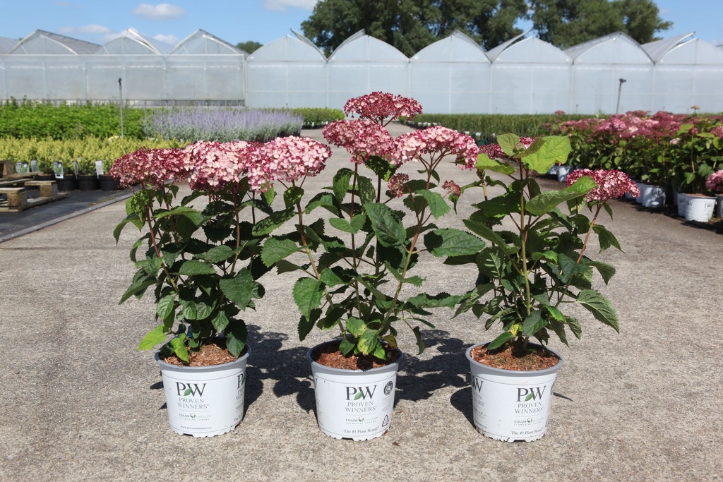 Hydrangea arborescens Proven Winners® SWEET ANNABELLE (PBR) cont. 3L deco 30-40 cm +ф