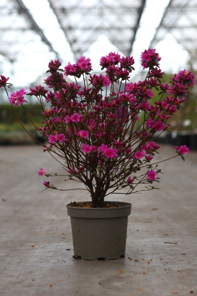 [P] Rhododendron (AJ) 'Amoena' cont. 2L 30-40 cm (pink) +ф