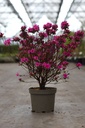 Rhododendron (AJ) 'Amoena' cont. 2L 30-40 cm (pink) +p