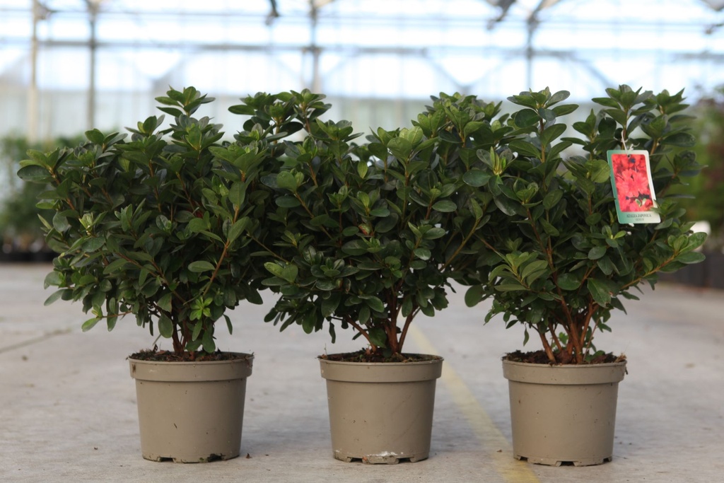 [P] Rhododendron (AJ) 'Ardeur' cont. 2L 30-40 cm (red) +ф