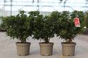Rhododendron (AJ) 'Ardeur' Kont. 2L 30-40 cm (orange) +B