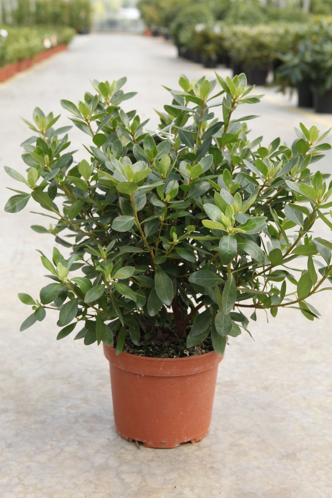 [P] Rhododendron (AJ) 'Blaauw's Pink' cont. 2L 30-40 cm (pink) +p