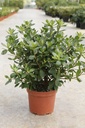 Rhododendron (AJ) 'Blaauw's Pink' cont. 2L 30-40 cm (розовый) +ф