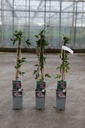 Passiflora 'Victoria' Kont. 2L hoch 60-80 cm +B