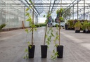 Passiflora 'Victoria' cont. 2L hoog 60-80 cm +f