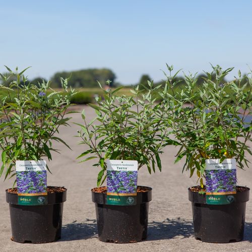 [P] Caryopteris clandonensis 'Thetis' (PBR) cont. 3,6L 30-40 cm +B