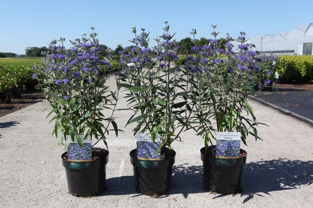 [P] Caryopteris clandonensis 'Thetis' (PBR) cont. 3,6L 30-40 cm +B