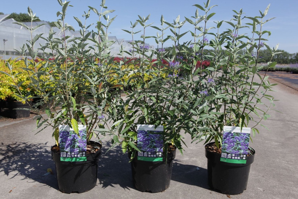 Caryopteris clandonensis 'Thetis' Noble® (PBR) cont. 3,6L 30-40 cm +p